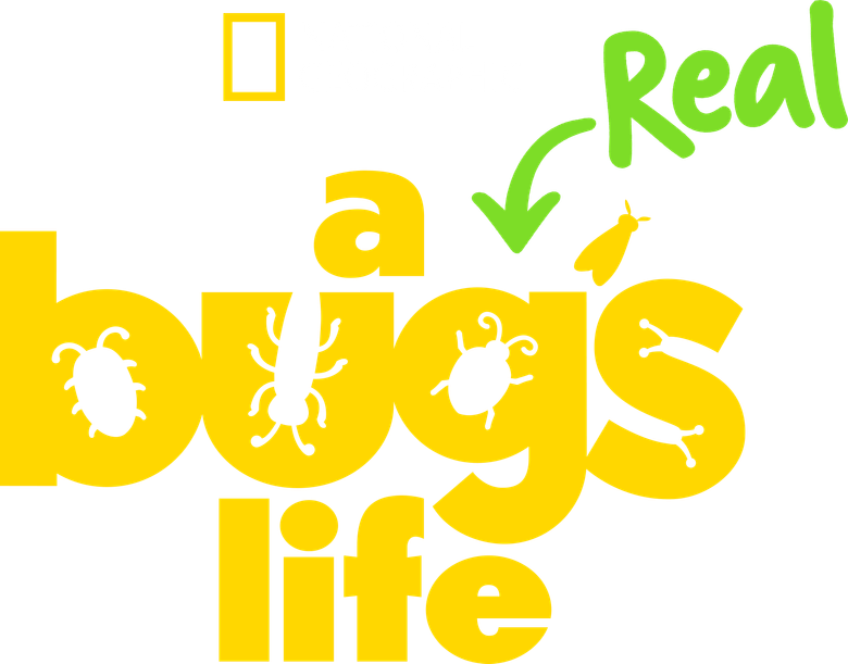 Uma Verdadeira Vida de Inseto logo