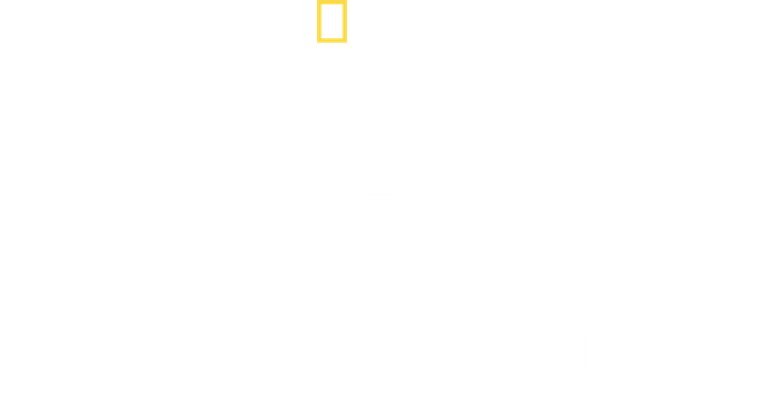 Shark Gangs