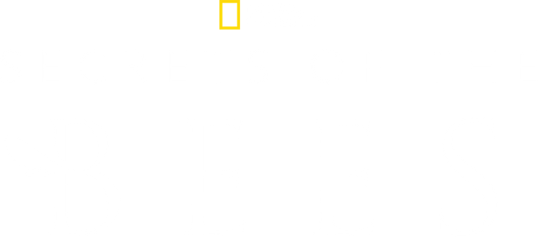 Secrets of the Bees