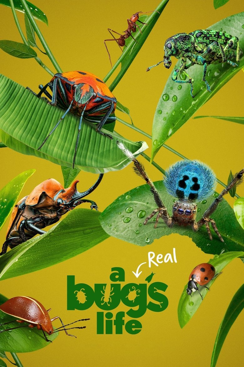 A Real Bug's Life (2024) — affiche série et bande-annonce