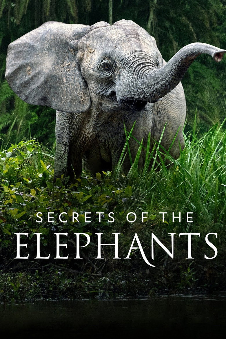 Secrets of the Elephants (2023) — affiche série et bande-annonce