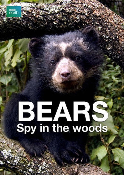 Bears – Spy in the Woods