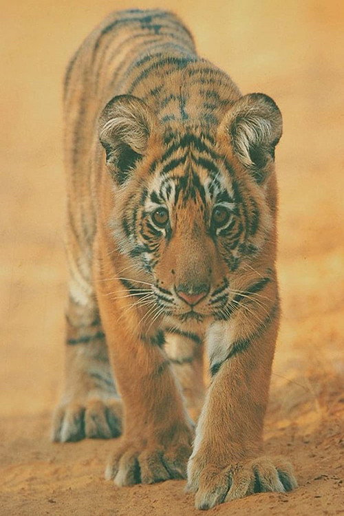 Broken Tail – The last days of a wild tiger