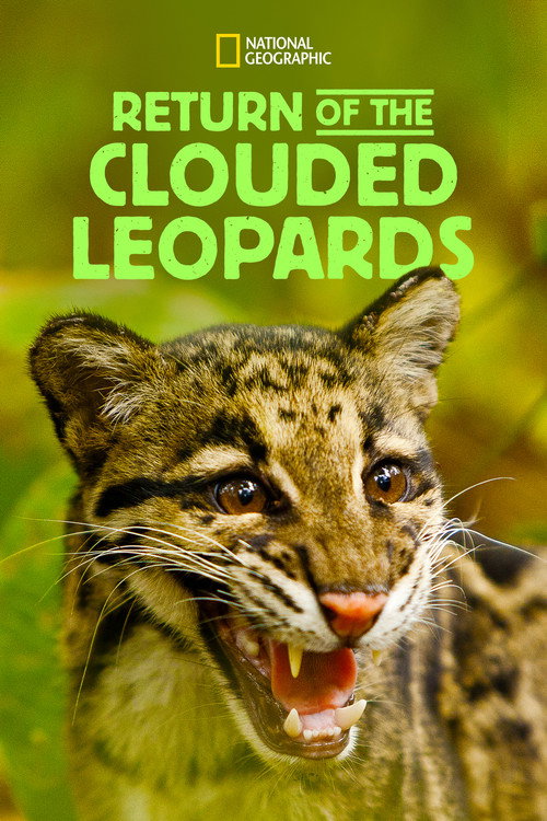 Clouded Leopard Rescue