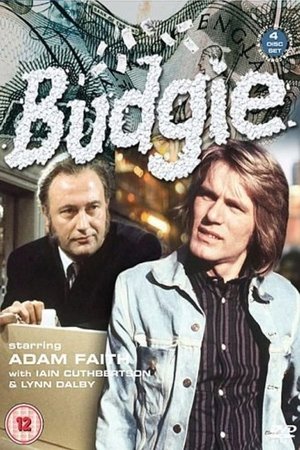 Poster Budgie
