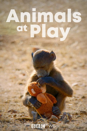 Animals at Play - TopStrem