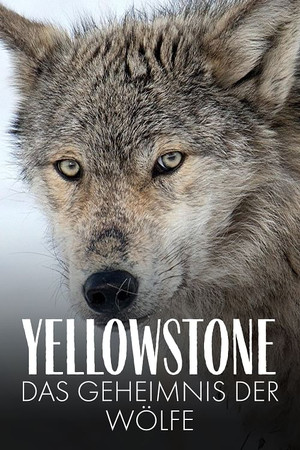Yellowstone - Das Geheimnis der Wölfe - TopStrem
