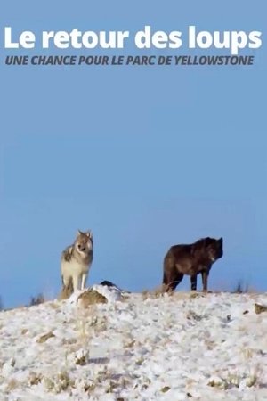Die Rückkehr der Wölfe: Das Wunder im Yellowstone-Nationalpark - TopStrem