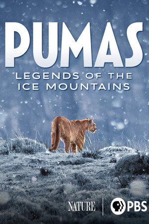 Pumas - Legenden der Anden - TopStrem