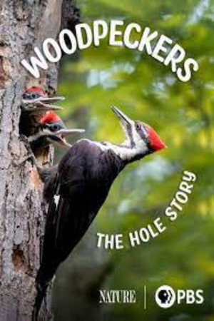 Woodpeckers: The Hole Story - TopStrem