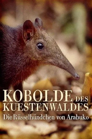 Kobolde des Küstenwaldes - Die Rüsselhündchen von Arabuko - TopStrem