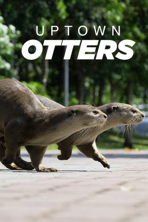 Großstadt-Otter - TopStrem