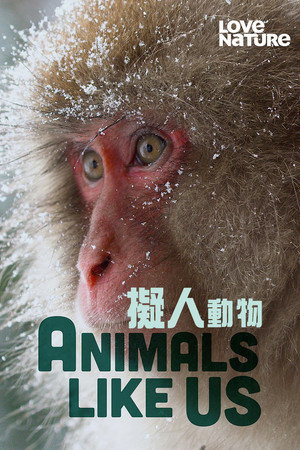 Poster Animals Like Us