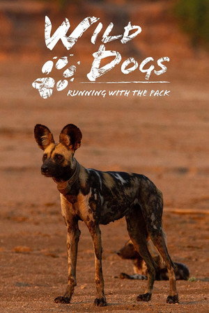 Wild Dogs: Running with the Pack - TopStrem