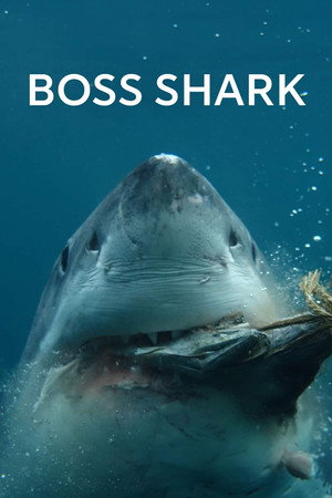 Boss Shark - TopStrem
