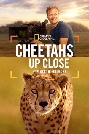 Cheetahs Up Close with Bertie Gregory - TopStrem