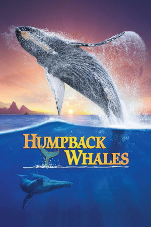 Humpback Whales - TopStrem