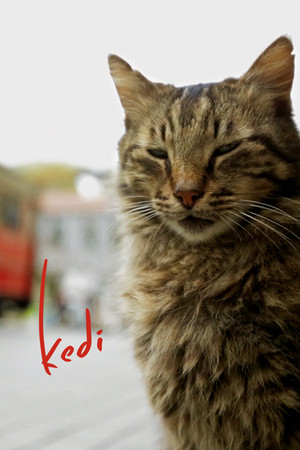 Kedi - TopStrem
