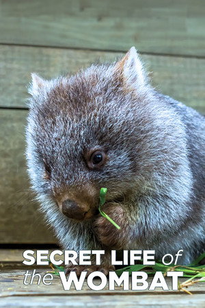 La Vida Secreta de los Wombat - TopStrem