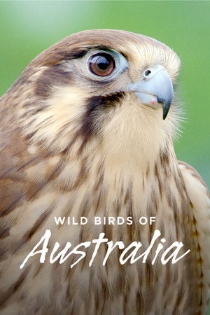 Poster Wild Birds of Australia