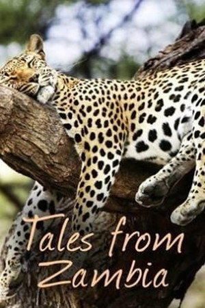 Tales from Zambia - TopStrem